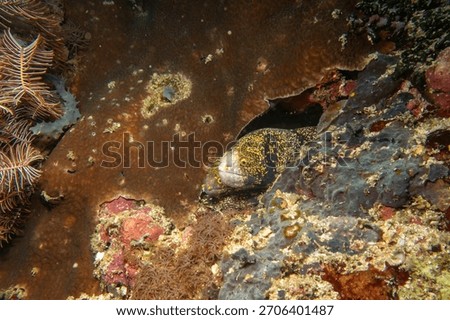 Two snowflake moray eels, Echidna nebulosa, peering out from a coral reef crevice by Verde Island, Philippines