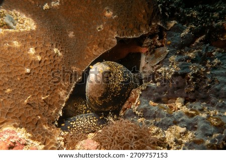 Two snowflake moray eels, Echidna nebulosa, peering out from a coral reef crevice by Verde Island, Philippines