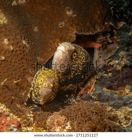 Two snowflake moray eels, Echidna nebulosa, peering out from a coral reef crevice by Verde Island, Philippines