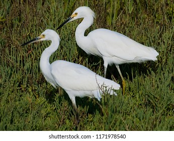 Two Snowy Egrets Forage In Brush At The Tijuana River Estuary.