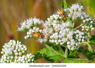 Two soldier beetles walk on top of a boneset blossom eating their way along the its petals.