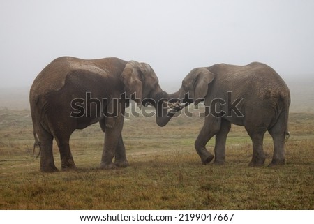 Two south african elephants budget each other on a foggy morning