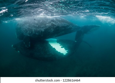 Two Southern Right Whales Mating, Valdes Peninsula, Argentina.