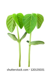 Two Soy Plants Isolated On White Background