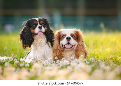 Two spaniels on a summer outing