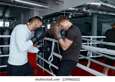 Two Sparring Partners In Boxing Gloves Practice Kicks