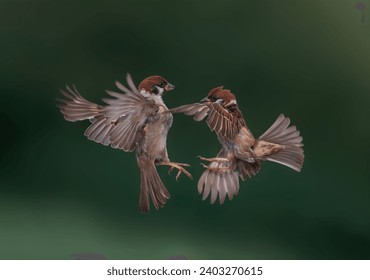 two sparrow birds fly spreading their feathers and wings in a green spring garden - Powered by Shutterstock