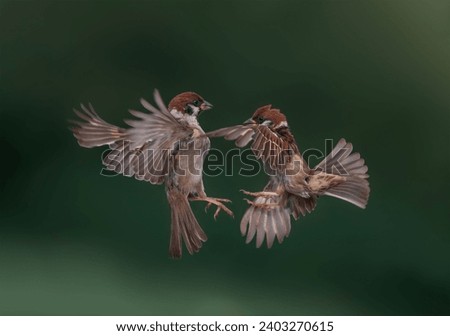 two sparrow birds fly spreading their feathers and wings in a green spring garden
