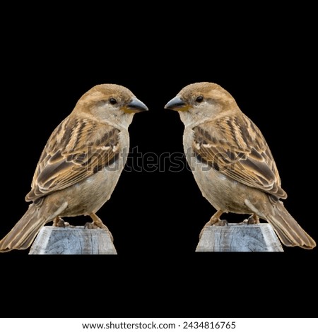 The two sparrow and birds love 