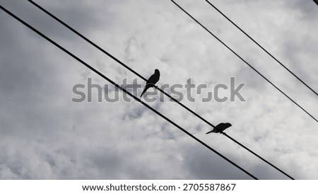 Two sparrows facing opposite direction sitting on the same wire.Birds surveying the surrounding. Looking away from each other and yet staying together concept. Shadow picture