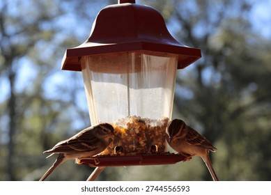 Two sparrows are perched on a red bird feeder, actively feeding on the seeds inside. The feeder is transparent with a red roof, allowing a clear view of the seeds. The background is a natural outdoor setting with blurred trees, indicating a forest or woodland environment. The lighting suggests it is daytime with sunlight illuminating the scene, highlighting the details of the birds' feathers and the feeder. This image captures a serene moment of wildlife interaction in a garden or backyard setting.