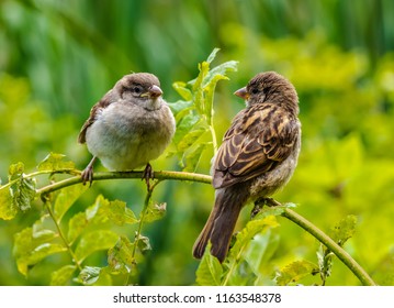 krullen alias Overgave Sparrow cub Images, Stock Photos & Vectors | Shutterstock
