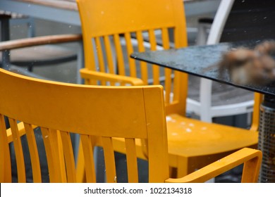 two sparrows stand on a chair
 - Shutterstock ID 1022134318