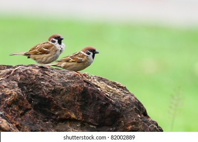 Two Sparrows Stand On The Rock