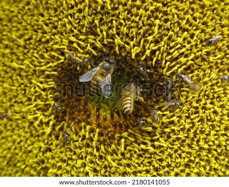 Two species of bee, honey bee and trigona bee, are enjoying sunflower's nectar and pollen.