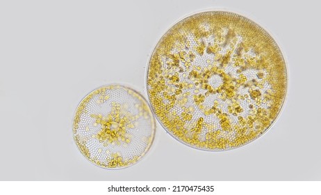 Two species of genus Coscinodiscus in one frame. Collected from Jakarta bay. 400x magnification + camera zoom. Blured background - Shutterstock ID 2170475435