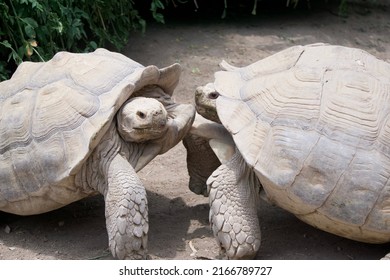 Two Specimens Giant Tortoises Fighting Stock Photo 2166789727 ...