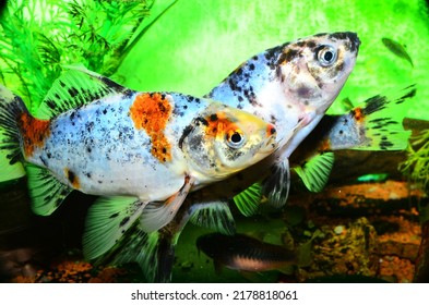 Two Specimens Of Goldfish Of The Shubunkin London Breed Swimming In The Aquarium