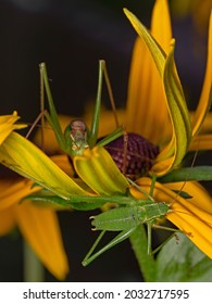 Two Speckled Bush Cricket On Cone Flower