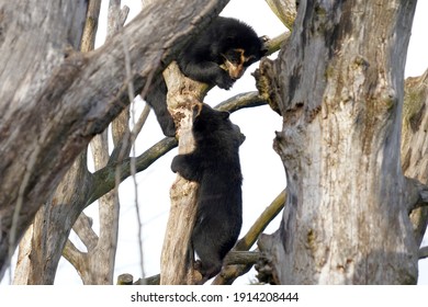 Two Spectacled Bears Latin Called Tremarctos Stock Photo Edit Now   Two Spectacled Bears Latin Called 260nw 1914208444 