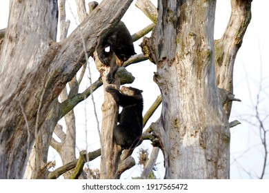 Two Spectacled Bears Latin Called Tremarctos Stock Photo Edit Now   Two Spectacled Bears Latin Called 260nw 1917565472 