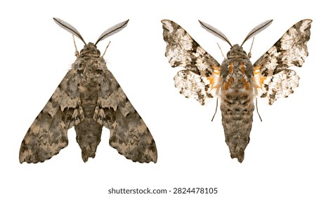Two sphinx moths with grey patterned wings and feathery antennae