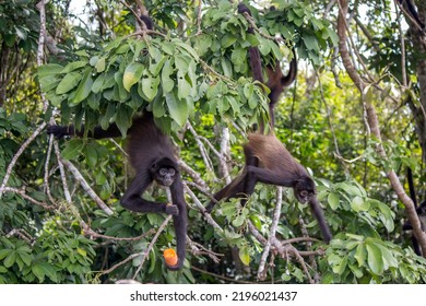 Two Spider Monkeys Swinging Around And Eating Yams On Monkey Island At The Laguna Quexil Lake Lagoon In The Rainforest Town Of Flores In Guatemala’s Peten Region