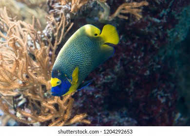 Two spined angelfish, dusky angelfish, or coral beauty a marine angelfish in an aquarium with corals and plants - Shutterstock ID 1204292653