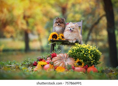 two Spitz dog sitting on a chair in a park with flowers and pumpkin