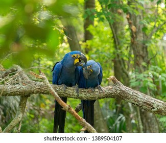 112 Spixs macaw Images, Stock Photos & Vectors | Shutterstock