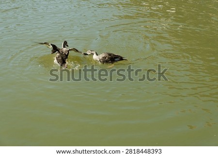 Two spot-billed ducks interacting on green water surface with one duck spreading wings and splashing water.