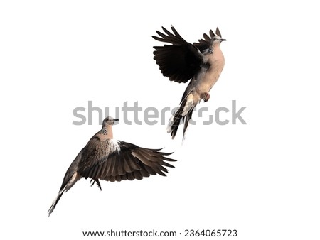 Two spotted doves spread their wings in the air. The movement scene of two spotted doves flying in the air is isolated on a white background.