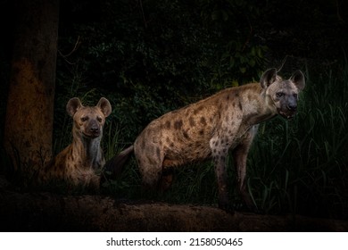 Two the spotted hyena (Crocuta crocuta), also known as the laughing hyena, looks at something with interest.