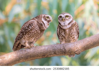 Two spotted owlets are having an argument. May be the female owlet is shouting at the male one. But the male one is keeping it's mouth shut so that his woman does not get more angry.