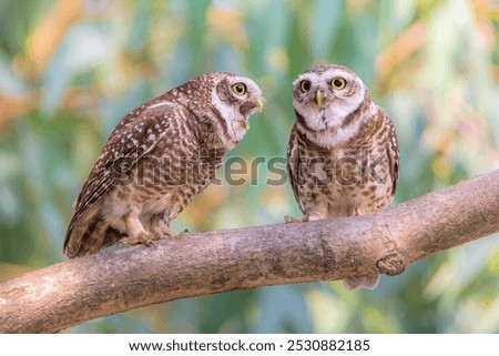 Two spotted owlets are having an argument. May be the female owlet is shouting at the male one. But the male one is keeping it's mouth shut so that his woman does not get more angry.