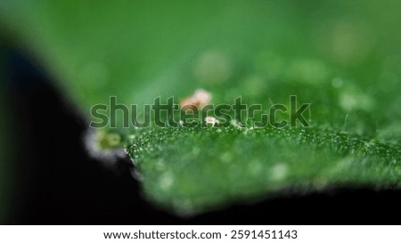 Two Spotted Spider Mite Under a Microscope, (Tetranychus Urticae) Crawling on a Hibiscus Leaf is a Species of Plant Feeding Mite a Pest