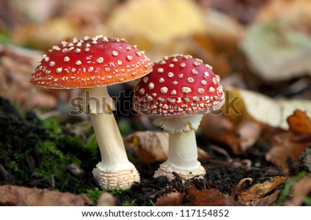 two spotted toadstools in the woods