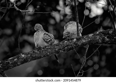 Two spotted turtledoves sitting on a tree branch in a forest