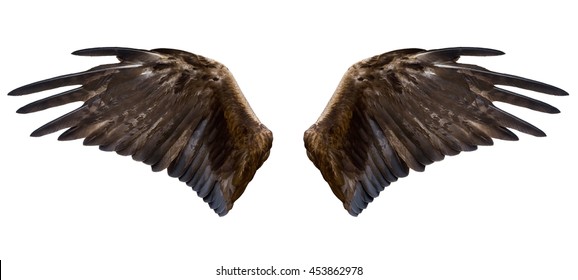 two spread brown eagle wings, isolated over white
