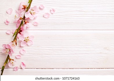 Cherry Blossom Border Images Stock Photos Vectors Shutterstock