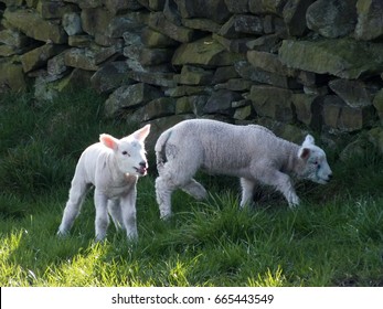 two spring lambsnaear a stone wall with grass and sunlight 