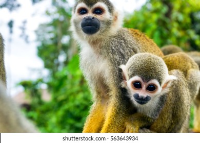 Two Squirrel Monkeys In The Amazon Near Leticia, Colombia