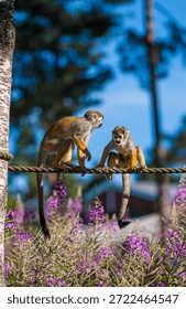 Two squirrel monkeys interacting playfully on rope above flowers