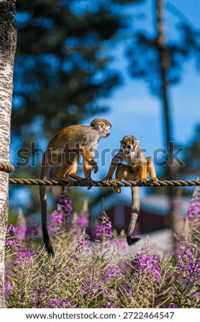 Two squirrel monkeys interacting playfully on rope above flowers