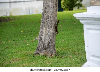 Two squirrels climb head-down on a tree trunk in a grassy park with a pond nearby.