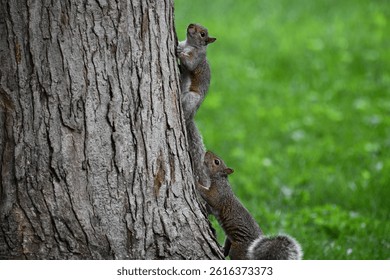 Two squirrels climbing a tree trunk in a lush green park setting.