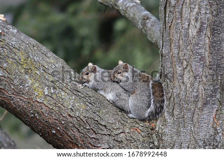 Two squirrels cuddle together on a tree branch.