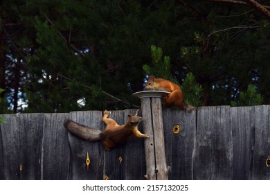 Two Squirrels On The Fence 