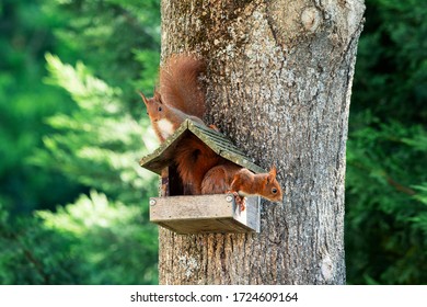 Two Squirrels On A Tree With Wood House