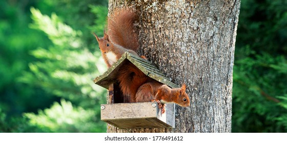 Two Squirrels On A Tree With Wood House